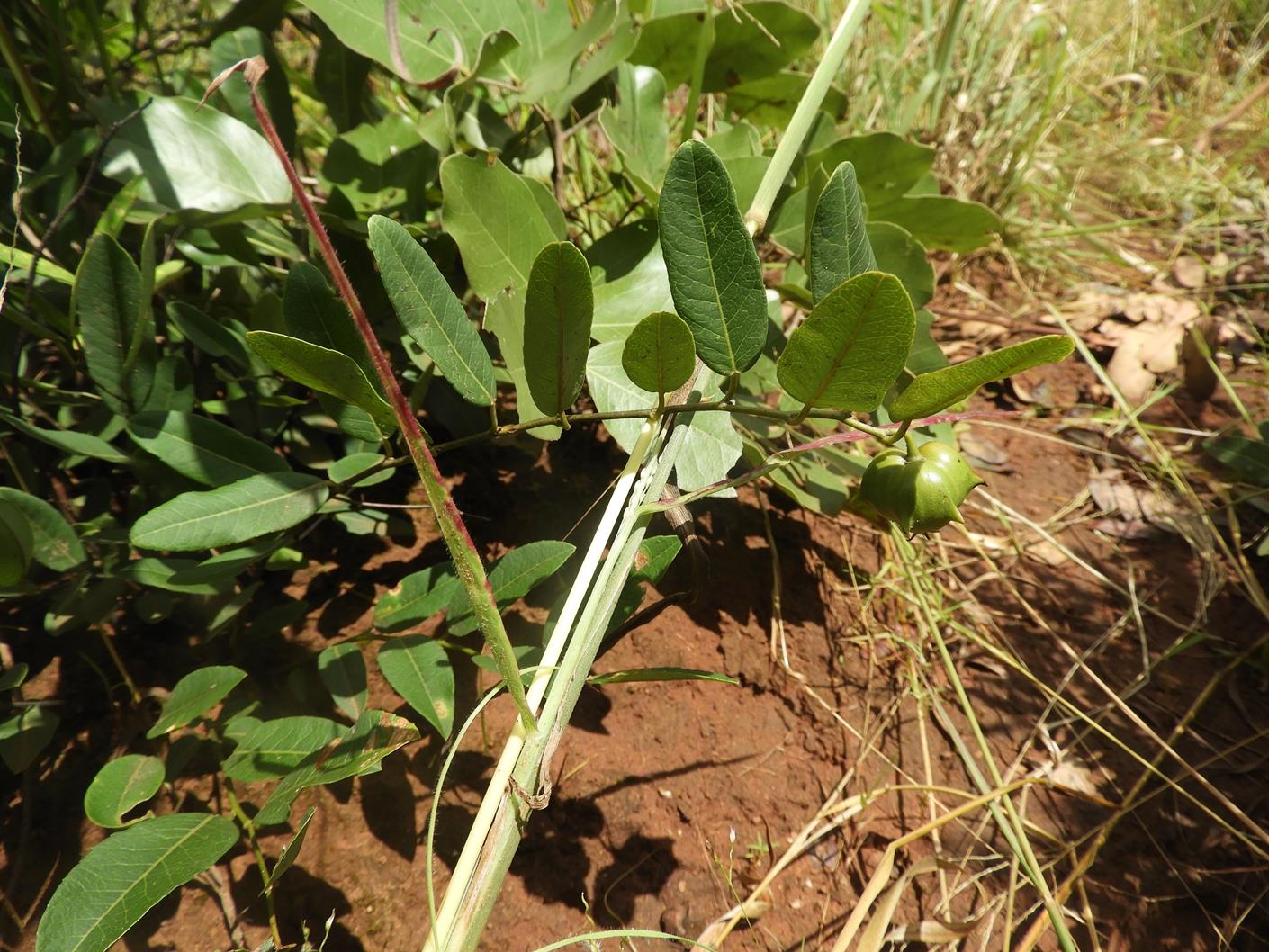 Sclerocroton oblongifolius