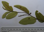 Sclerocroton oblongifolius