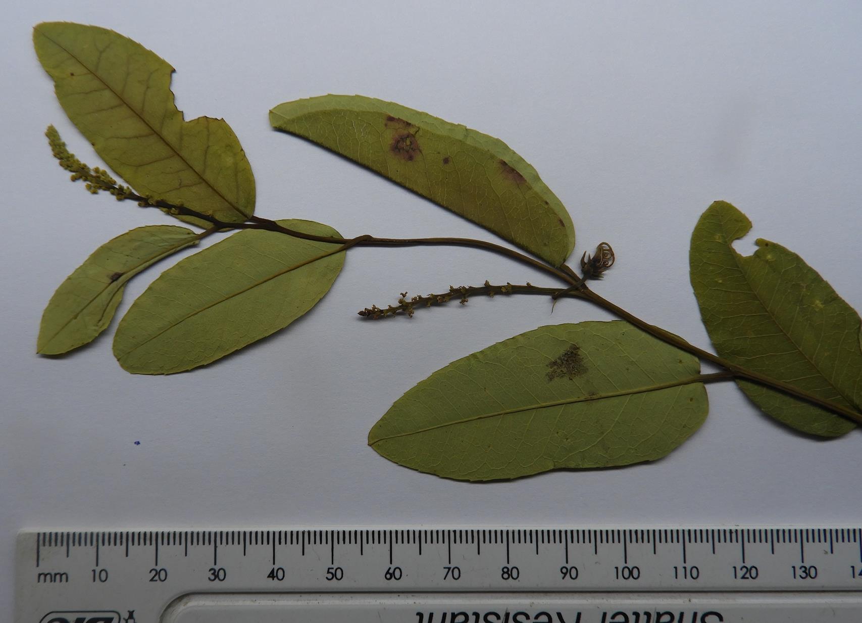 Sclerocroton oblongifolius