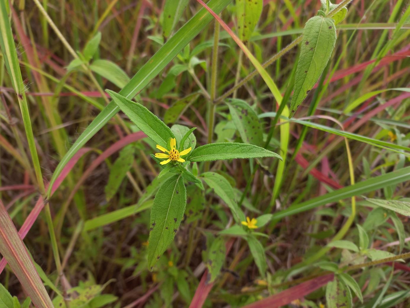 Aspilia ciliata Aspilia ciliata