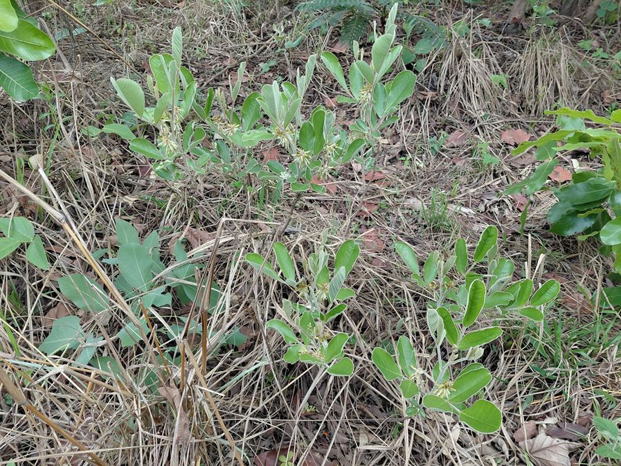 Indigofera nambalensis