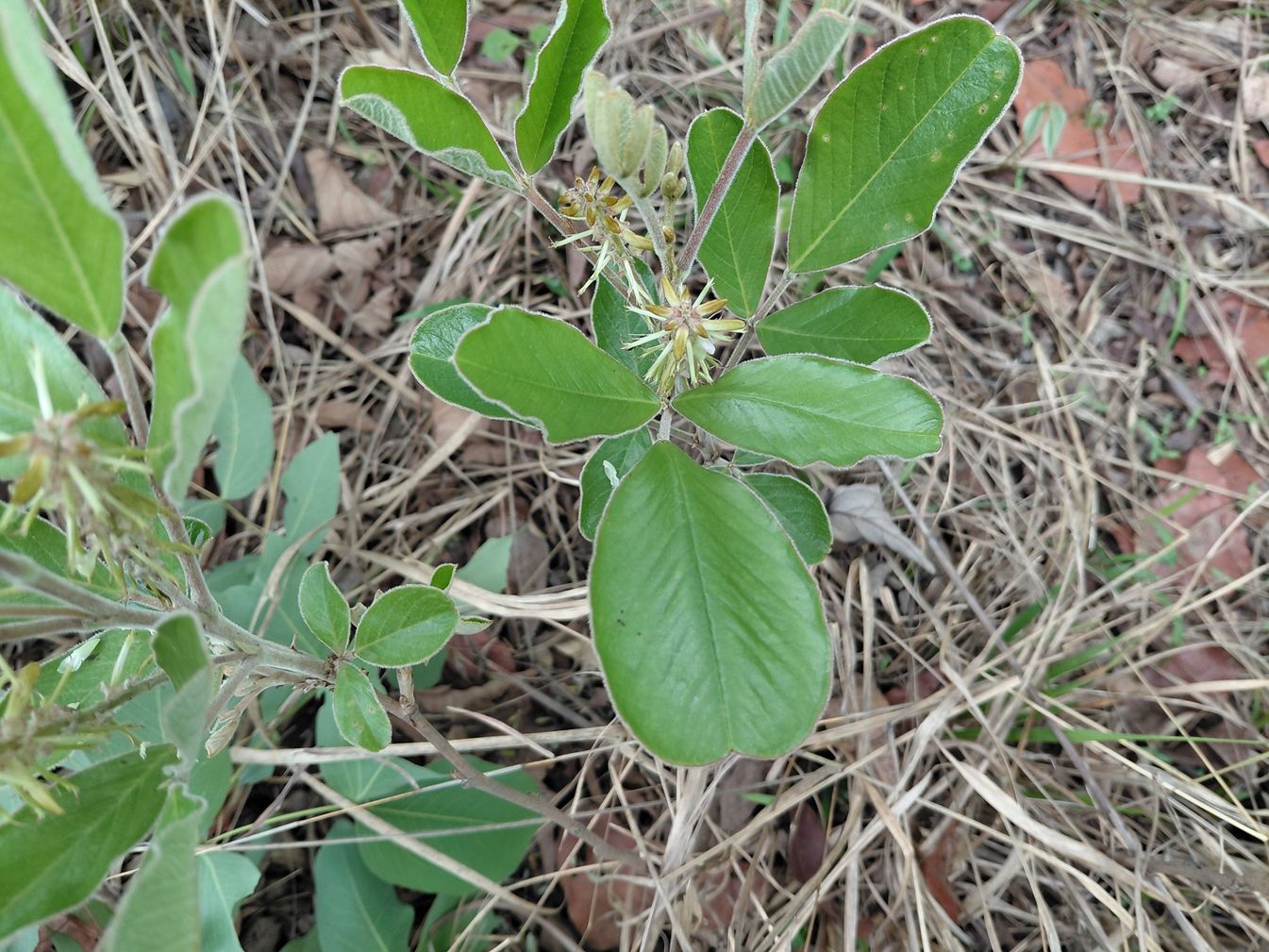 Indigofera nambalensis