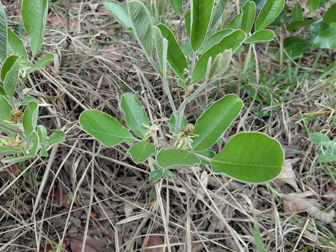 Indigofera nambalensis