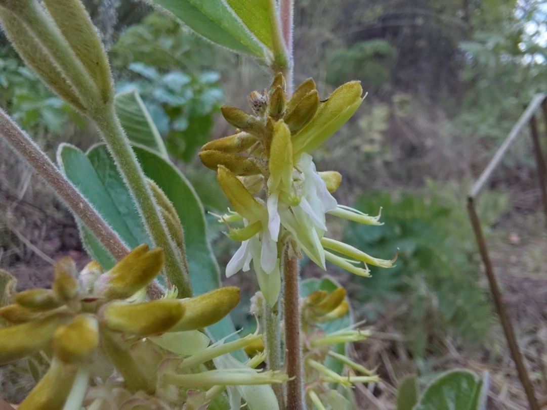 Indigofera nambalensis