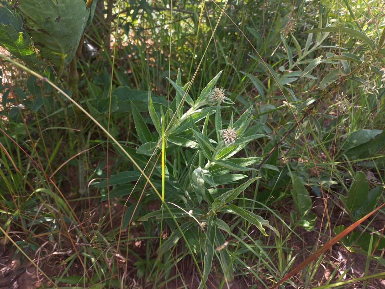 Erythrocephalum scabrifolium