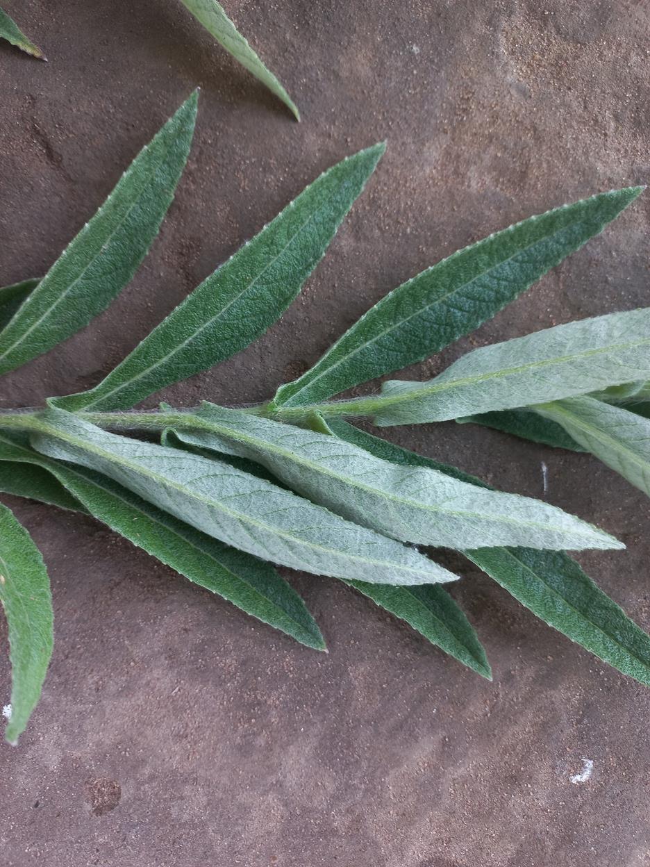 Erythrocephalum scabrifolium