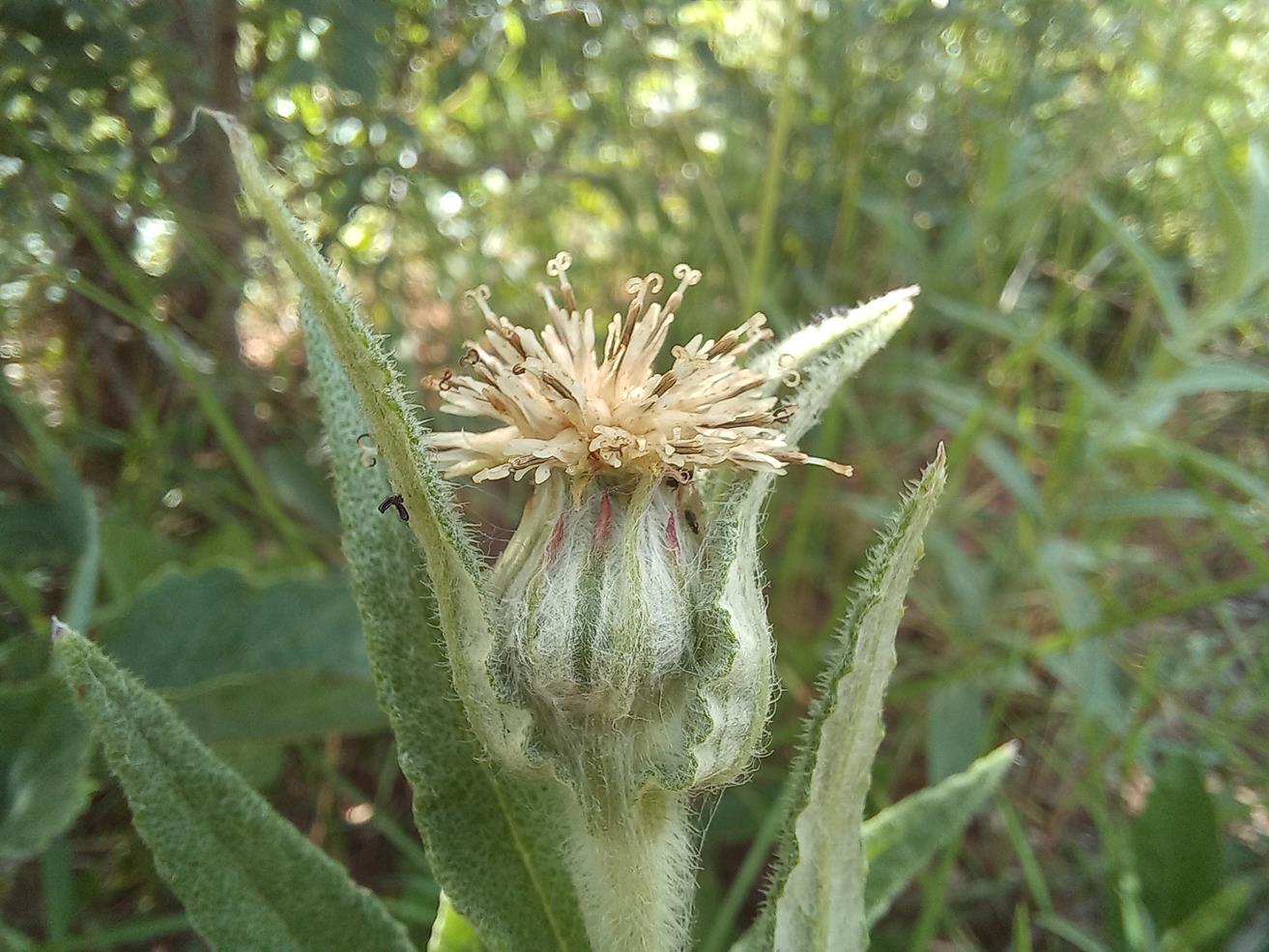 Erythrocephalum scabrifolium