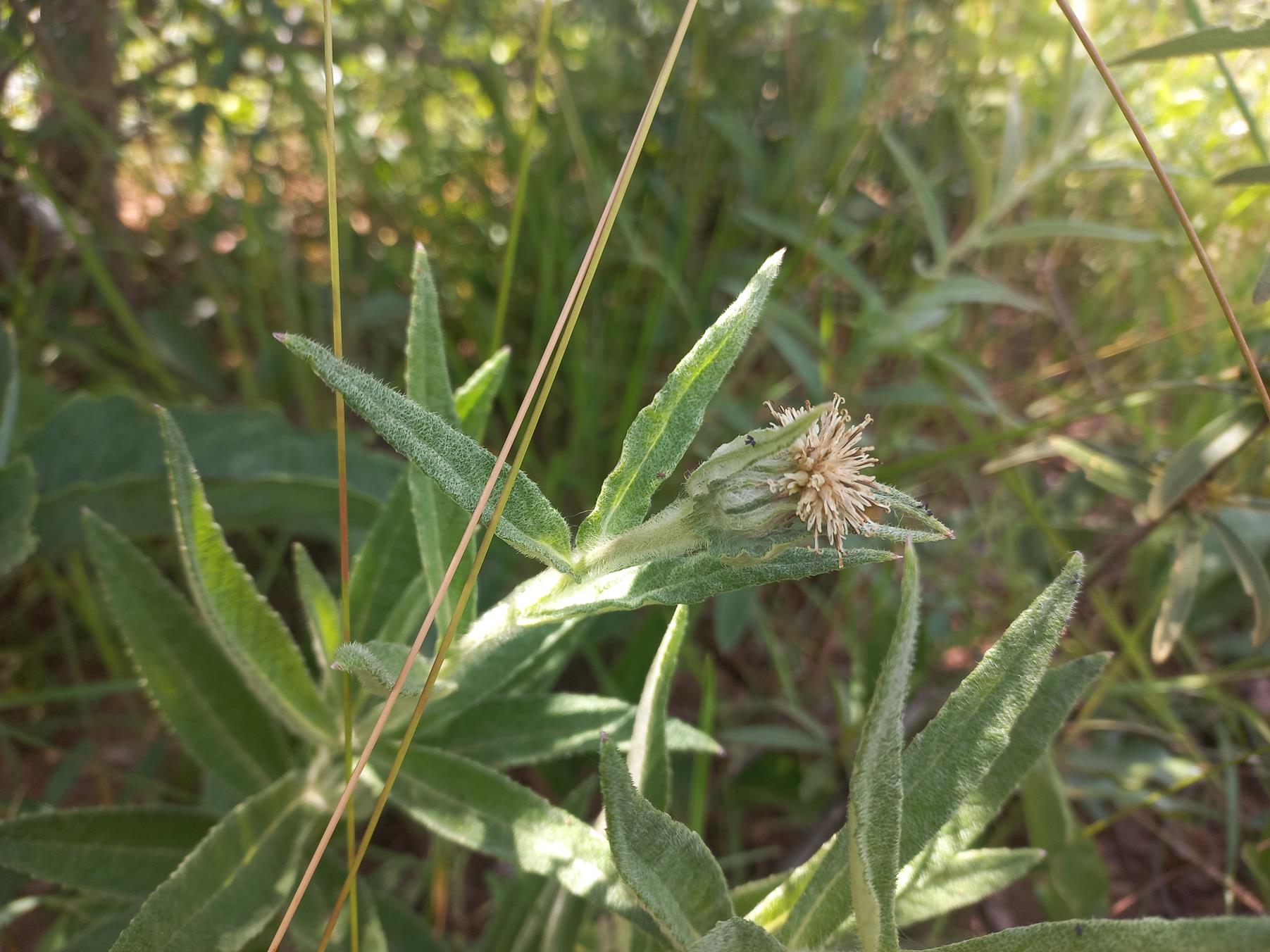 Erythrocephalum scabrifolium
