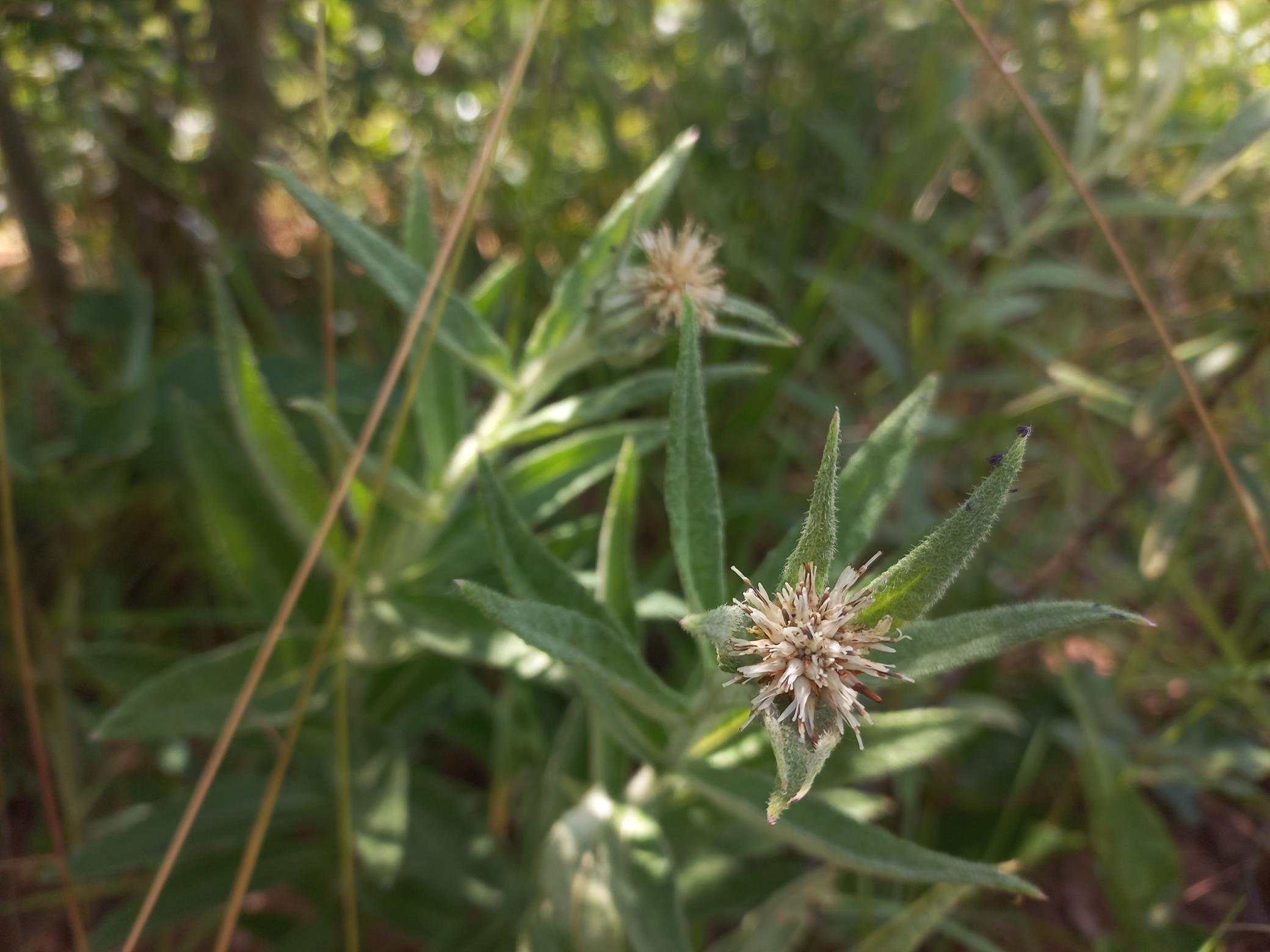 Erythrocephalum scabrifolium