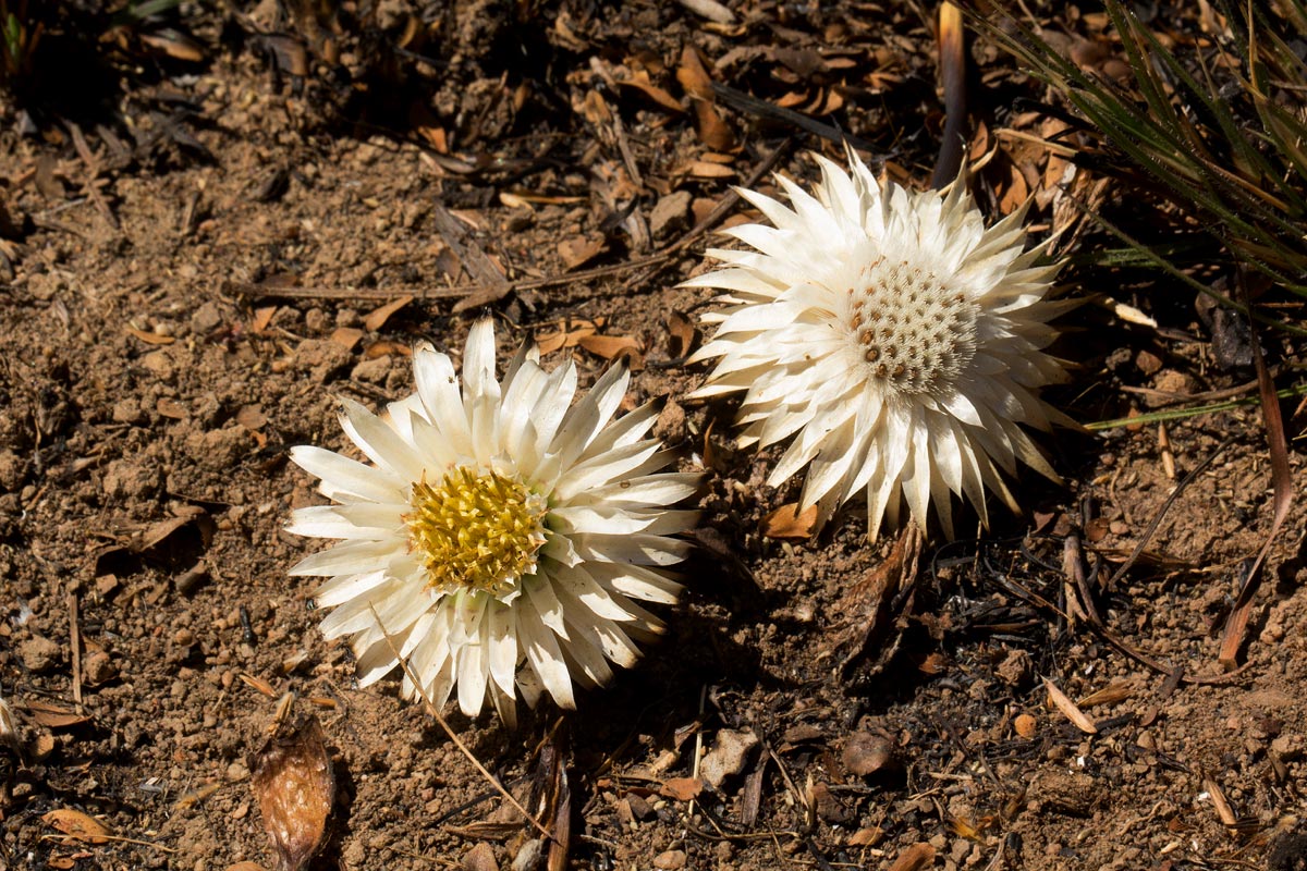 Macledium plantaginifolium