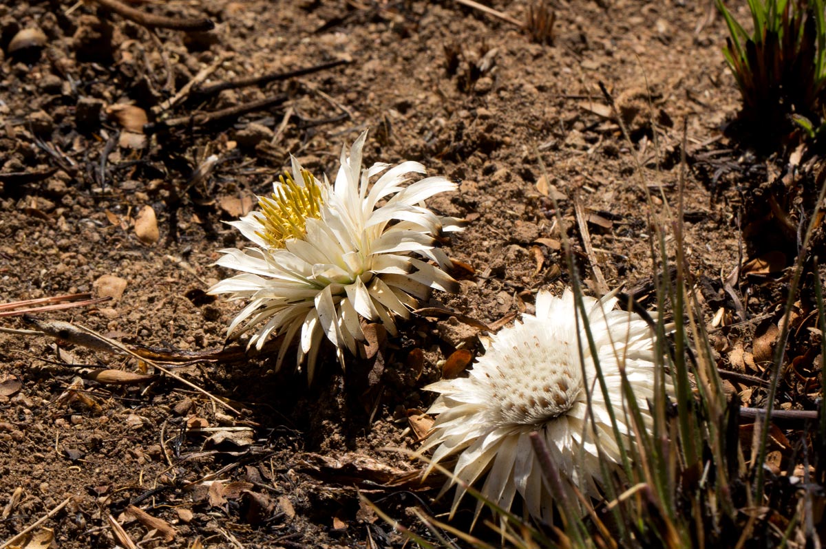 Macledium plantaginifolium