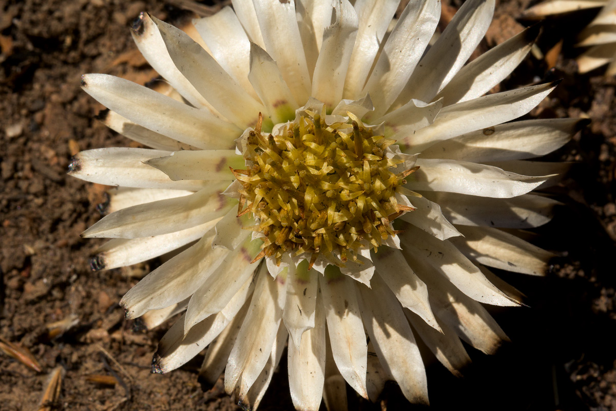 Macledium plantaginifolium