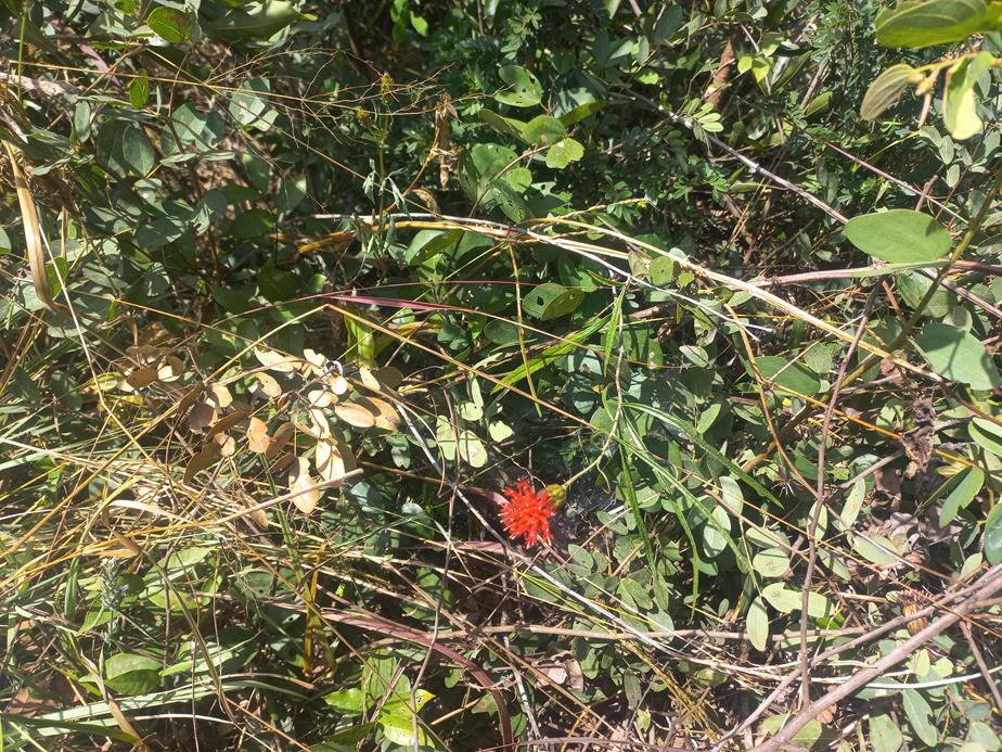 Pleiotaxis angustirugosa