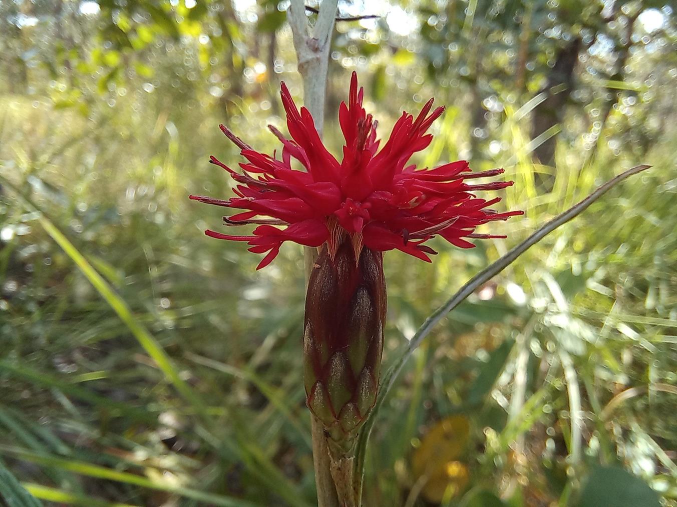 Pleiotaxis angustirugosa