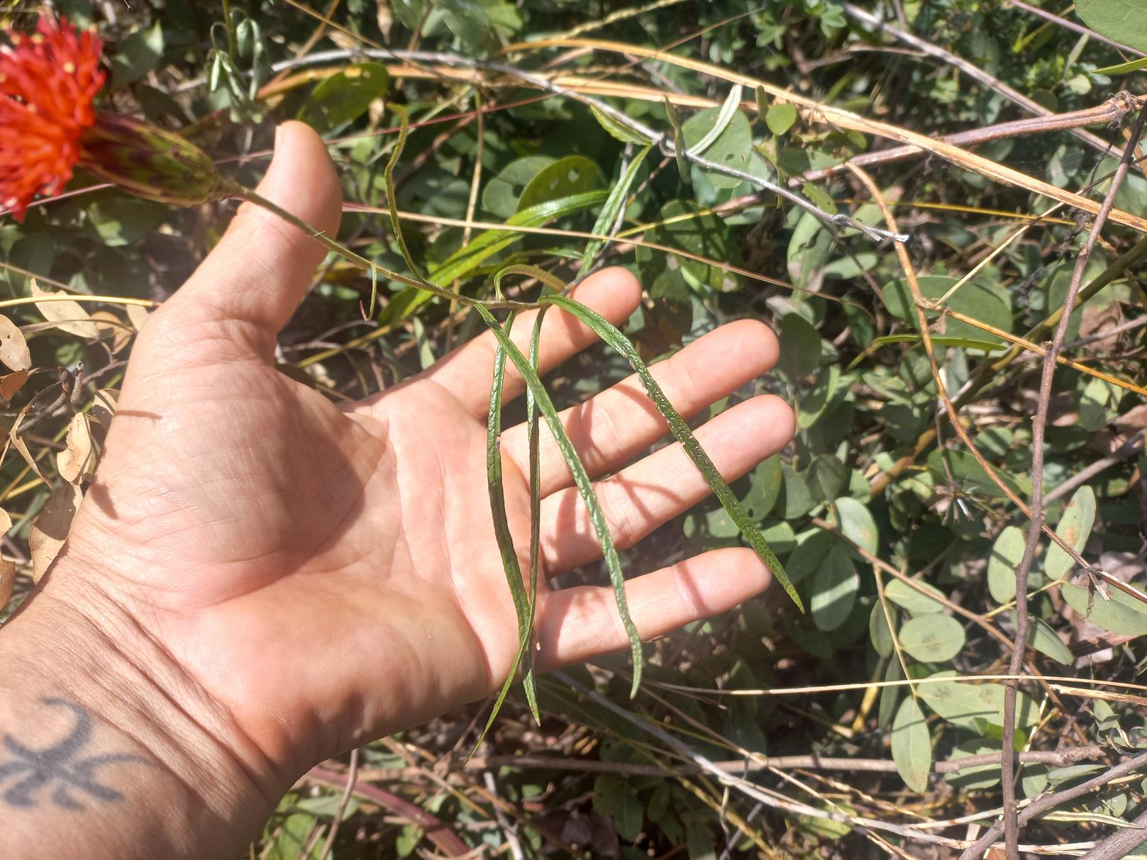 Pleiotaxis angustirugosa Pleiotaxis angustirugosa