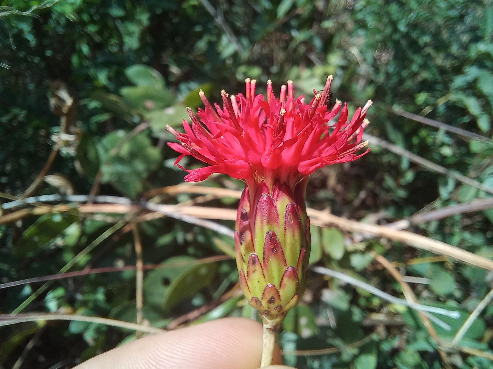 Pleiotaxis angustirugosa Pleiotaxis angustirugosa