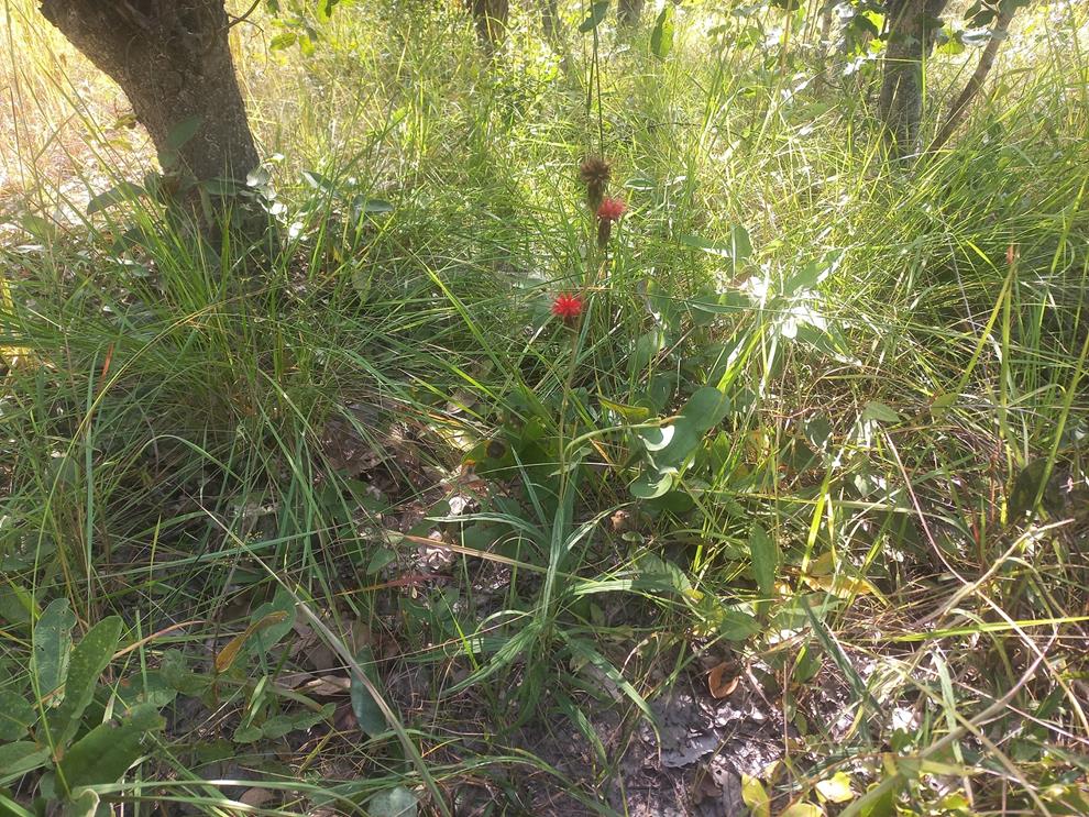 Pleiotaxis angustirugosa Pleiotaxis angustirugosa