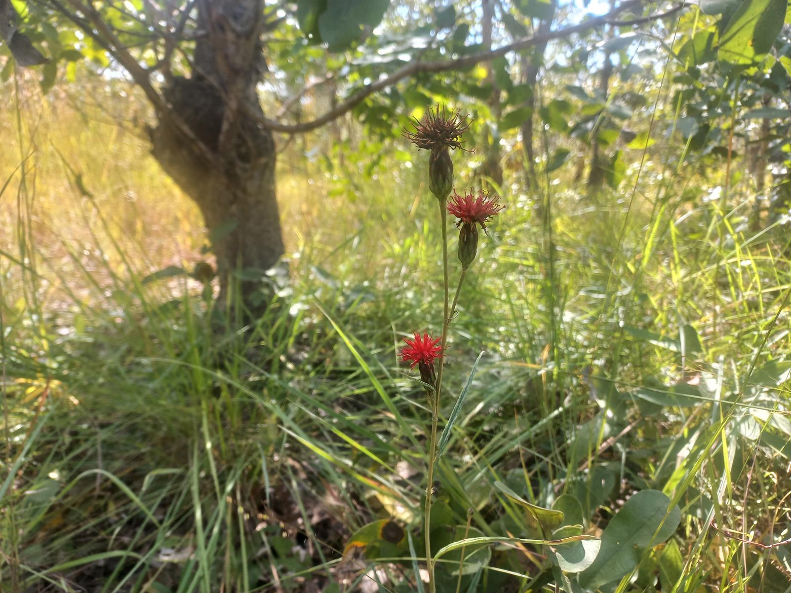 Pleiotaxis angustirugosa