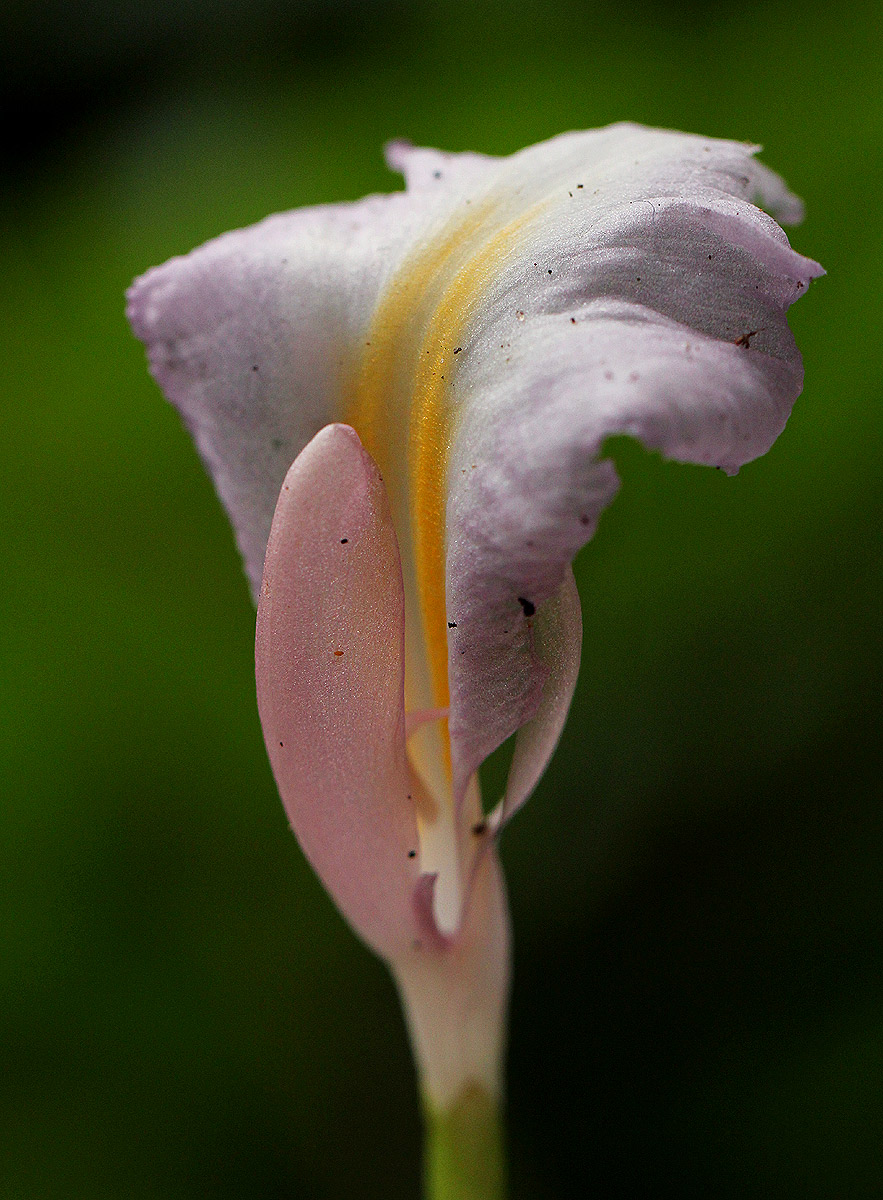 Aframomum alboviolaceum Aframomum alboviolaceum