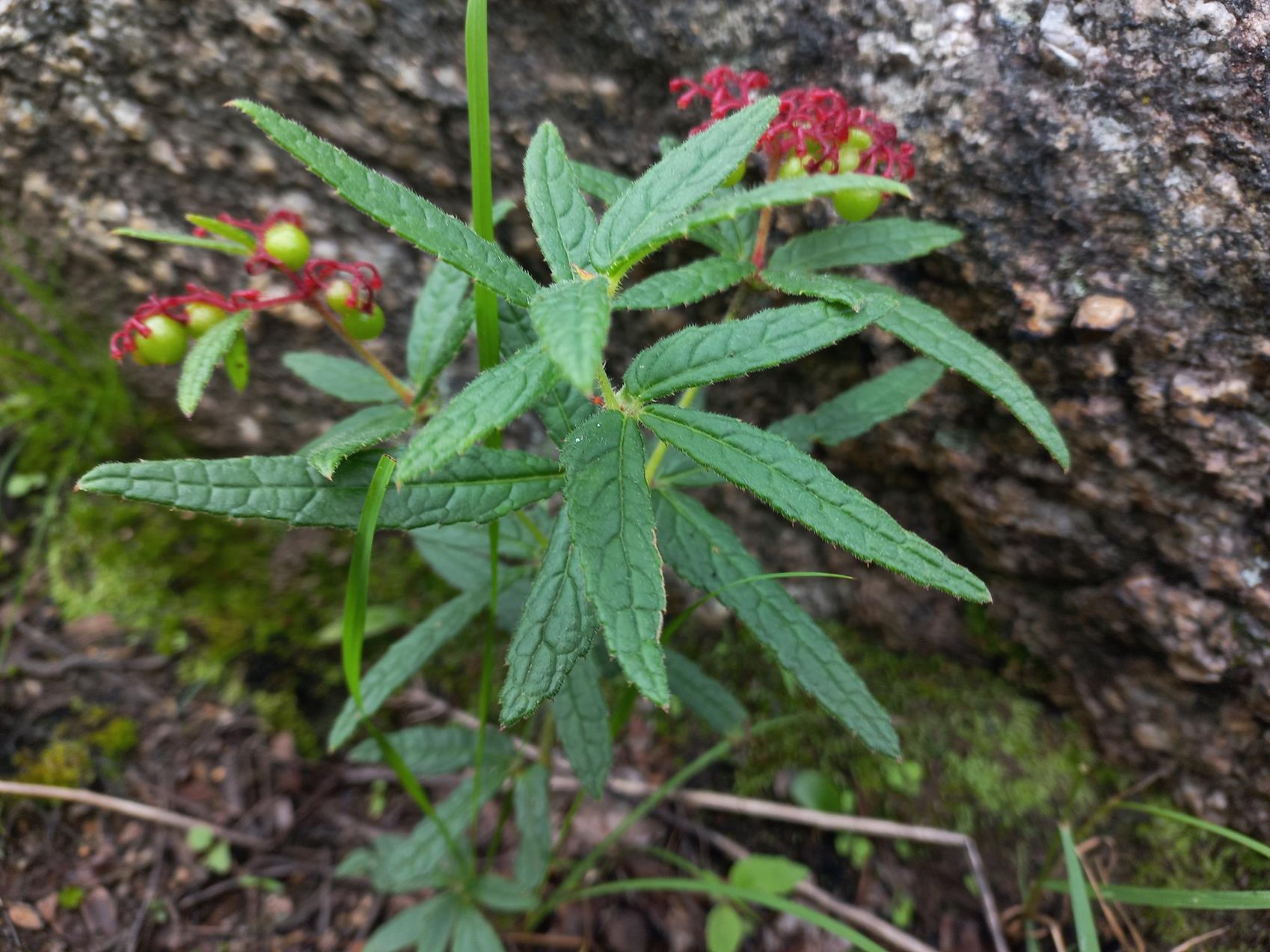 Cyphostemma elisabethvilleanum
