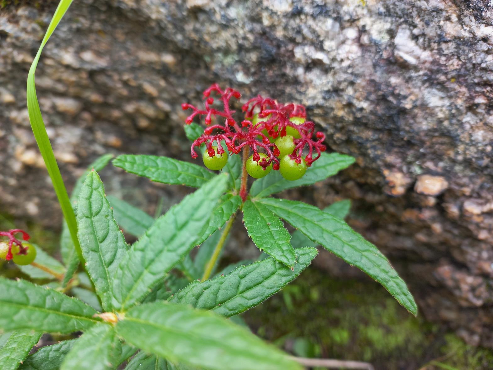 Cyphostemma elisabethvilleanum