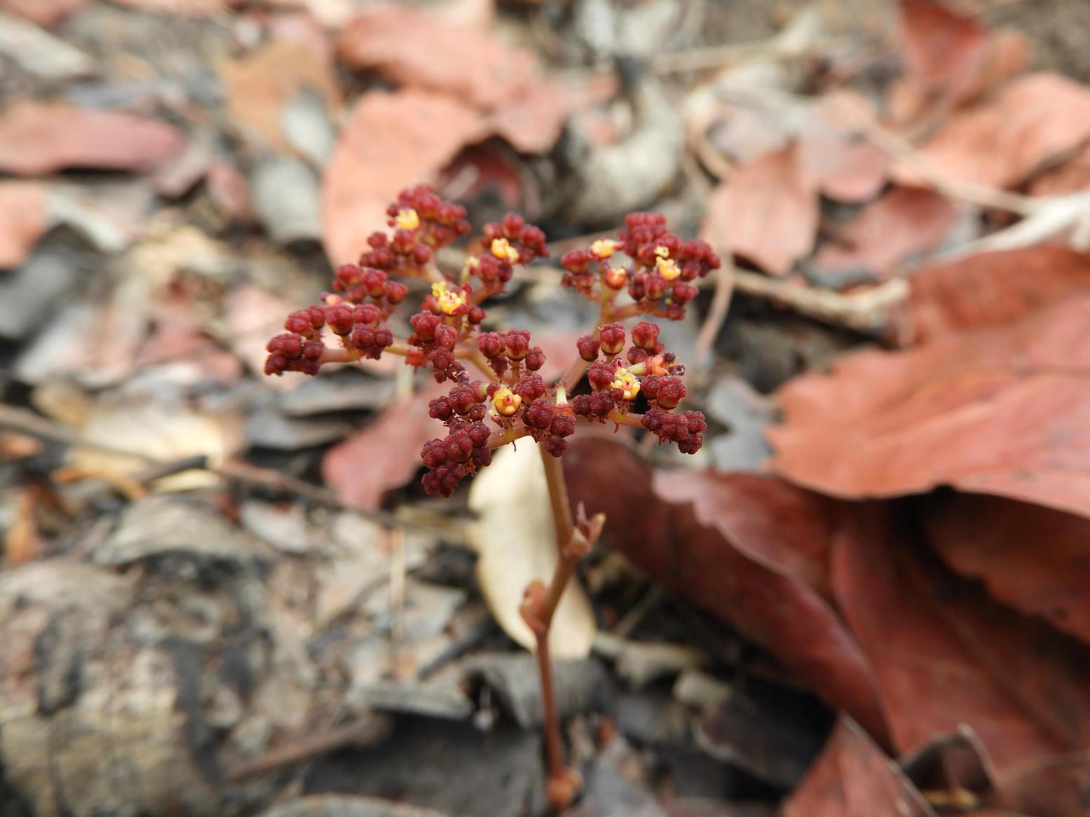Cyphostemma nanellum
