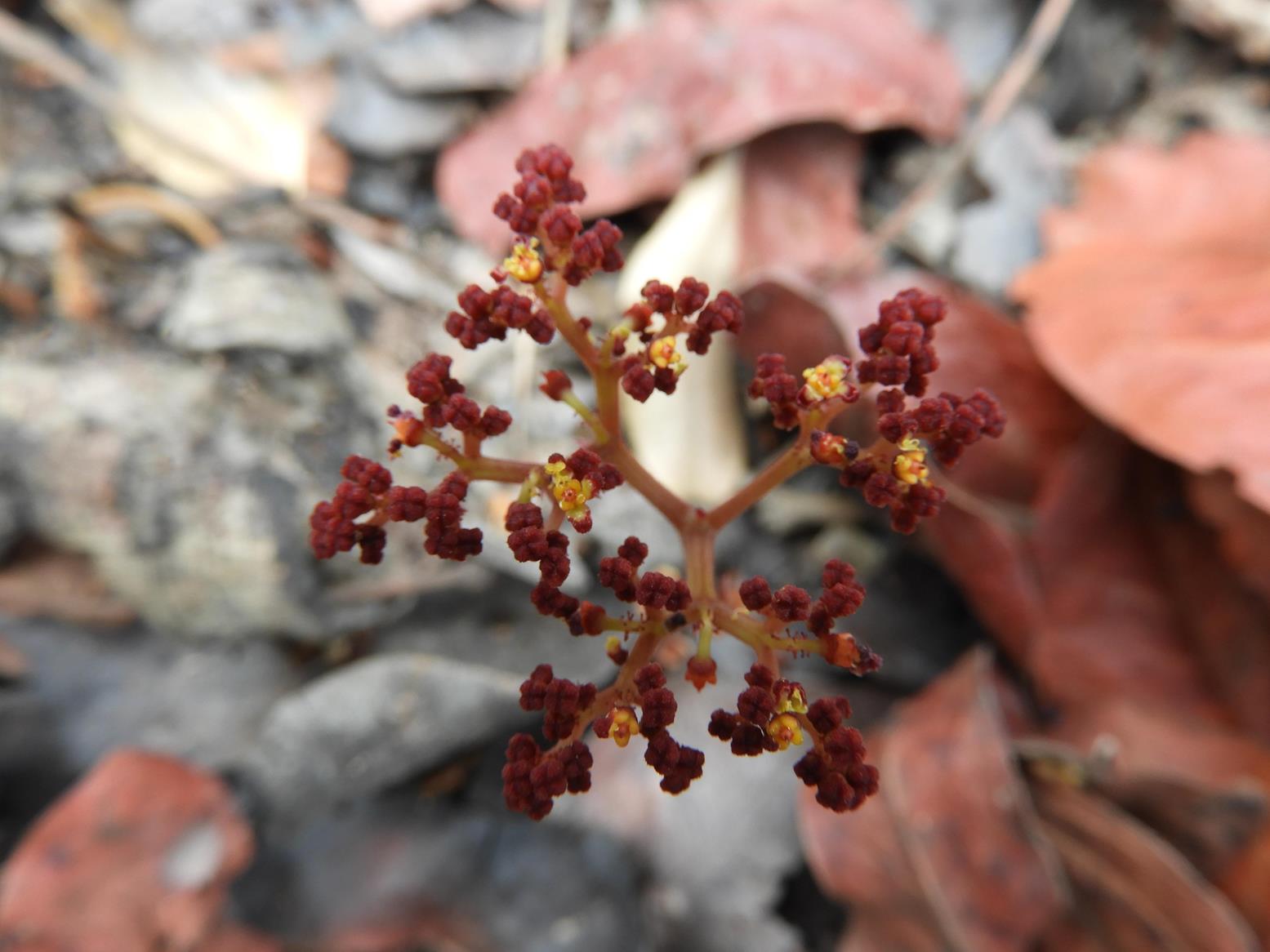 Cyphostemma nanellum