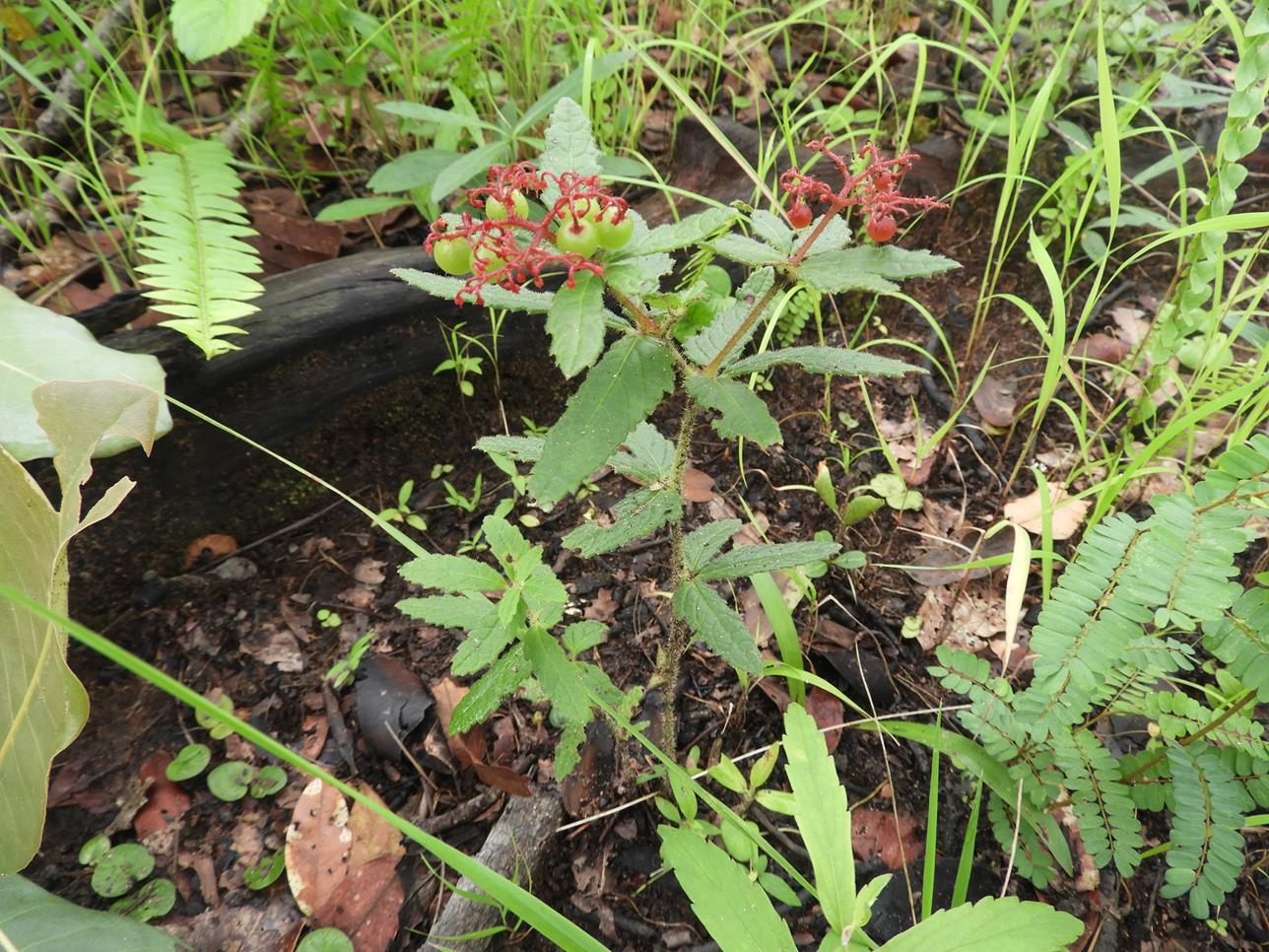 Cyphostemma nanellum Cyphostemma nanellum