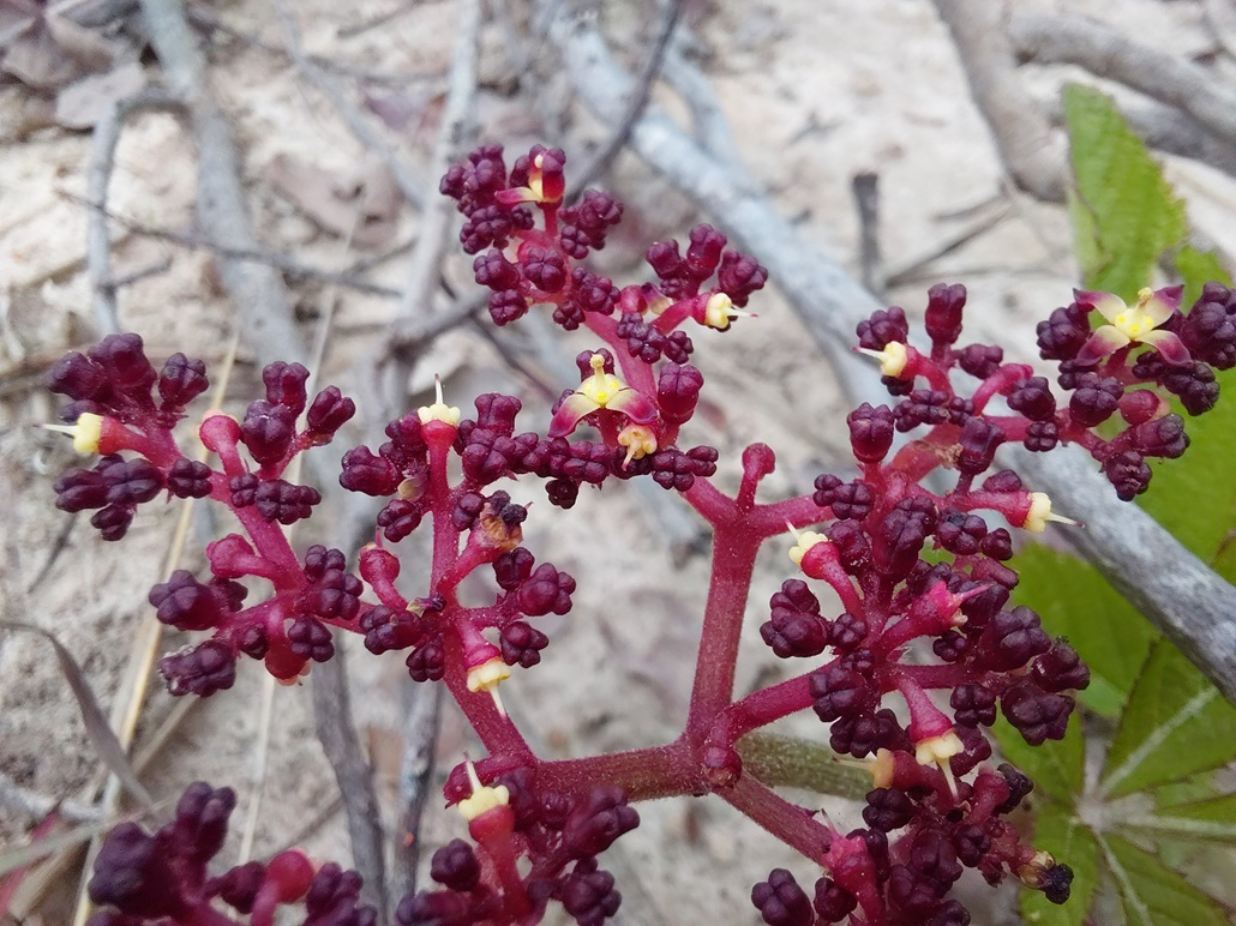 Cyphostemma obovato-oblongum Cyphostemma obovato-oblongum