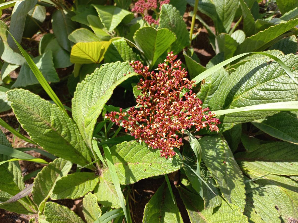 Cyphostemma obovato-oblongum Cyphostemma obovato-oblongum