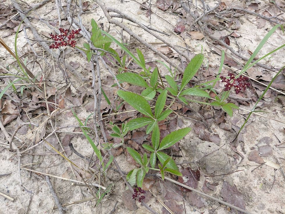 Cyphostemma obovato-oblongum Cyphostemma obovato-oblongum