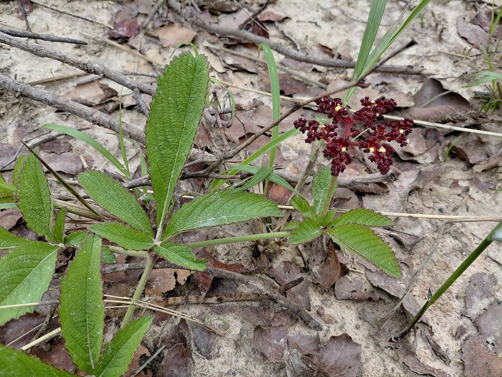 Cyphostemma obovato-oblongum Cyphostemma obovato-oblongum
