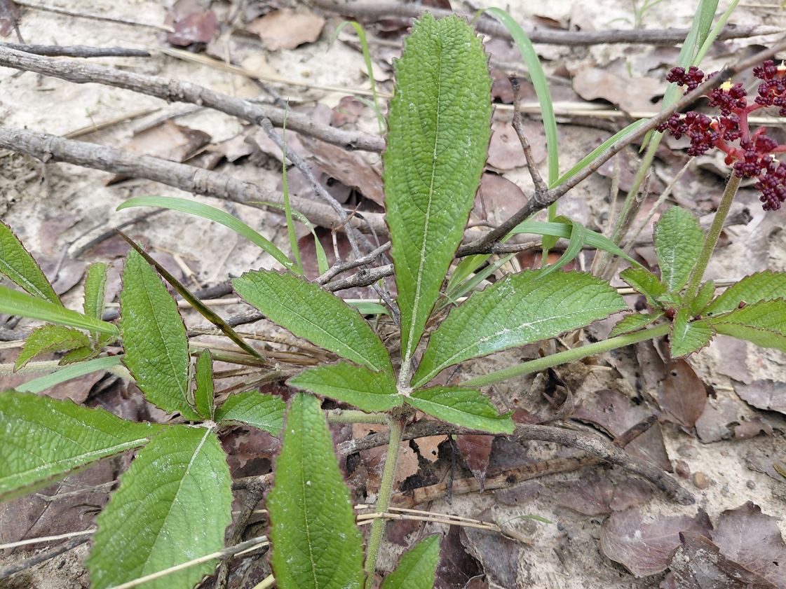 Cyphostemma obovato-oblongum Cyphostemma obovato-oblongum