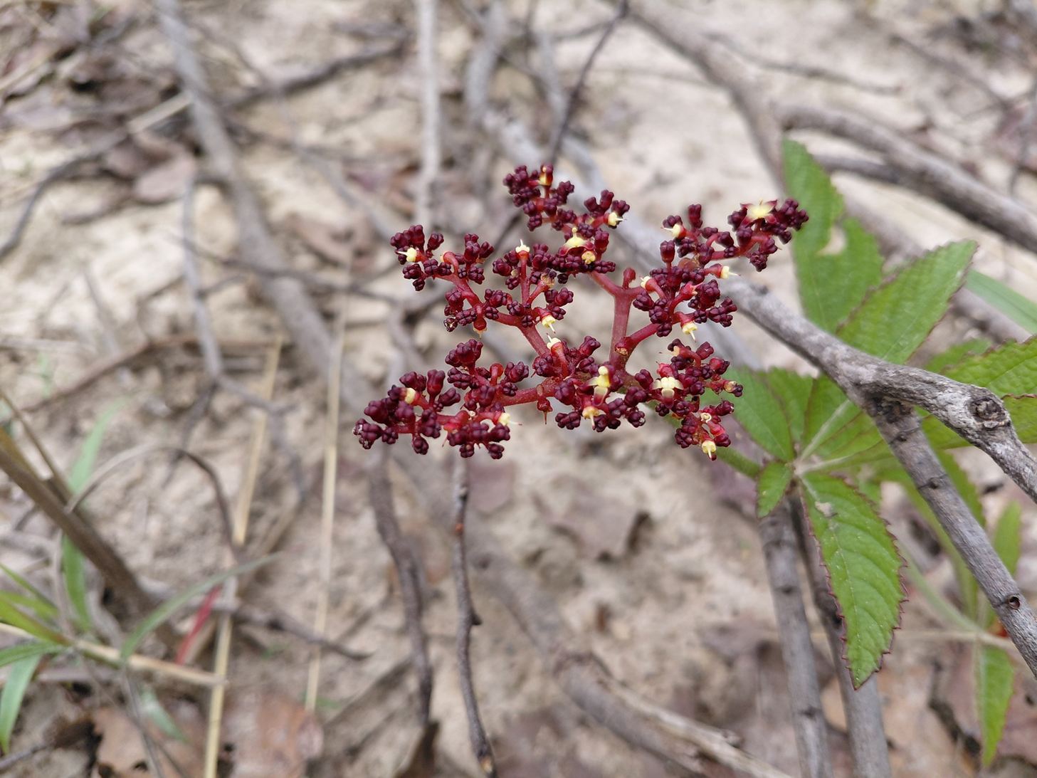 Cyphostemma obovato-oblongum Cyphostemma obovato-oblongum