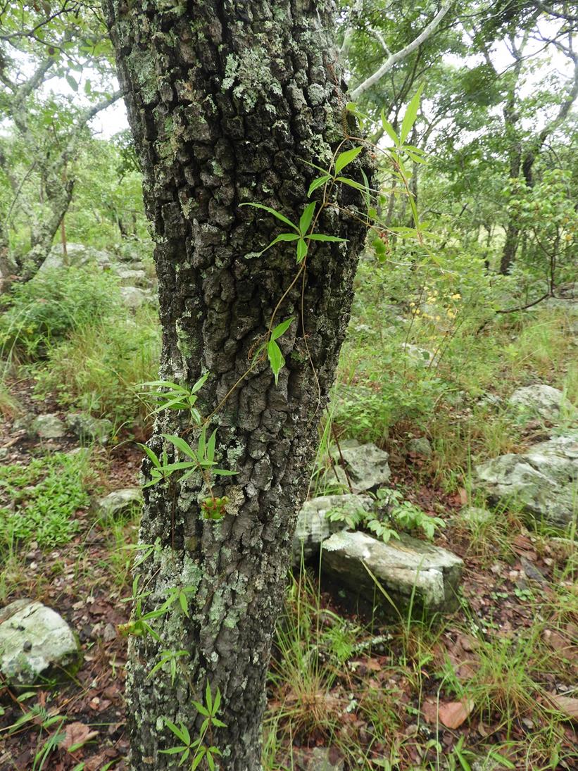 Cyphostemma tenuissimum
