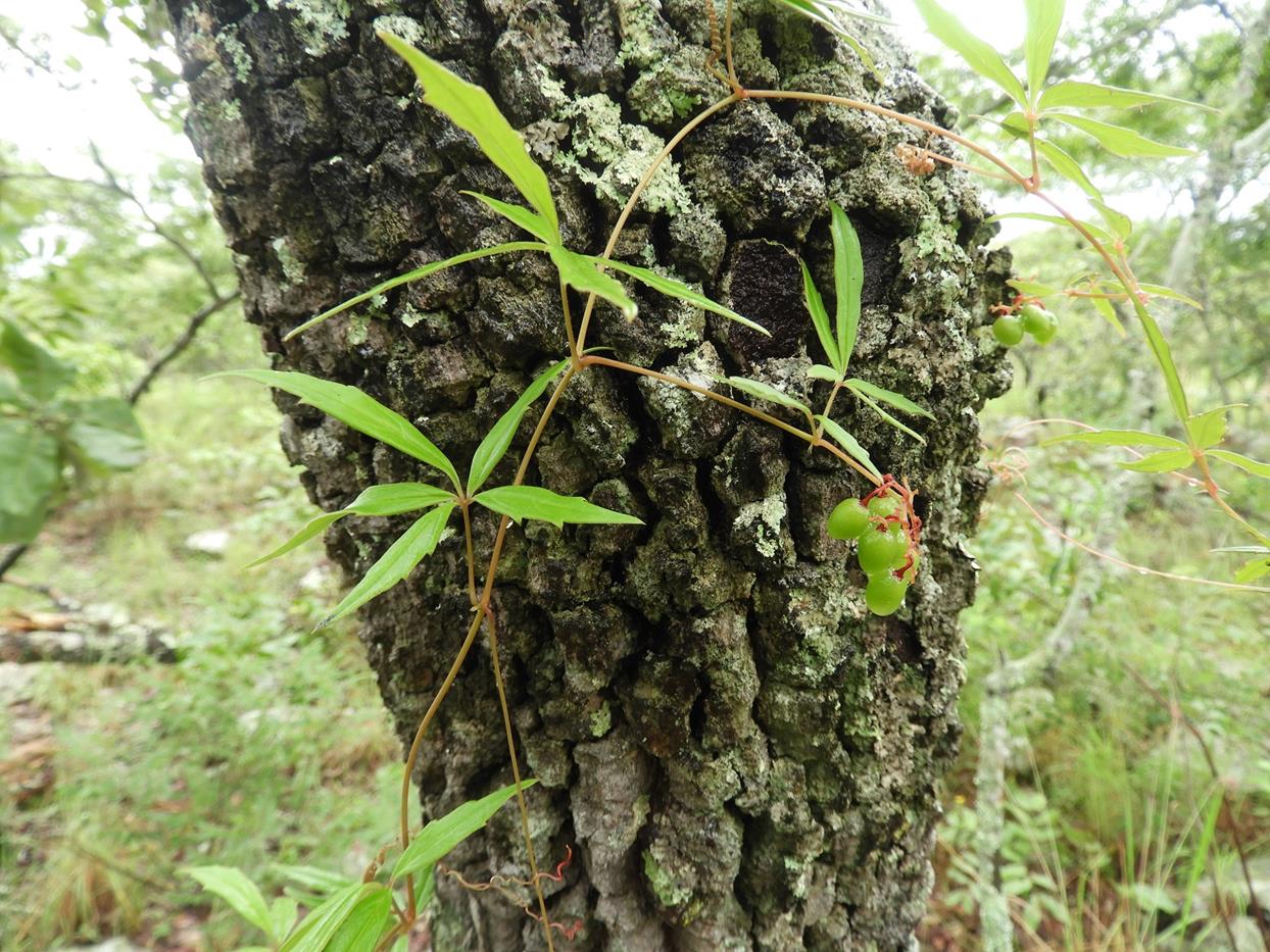 Cyphostemma tenuissimum