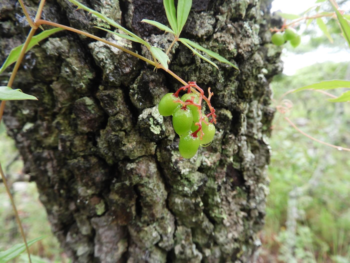 Cyphostemma tenuissimum