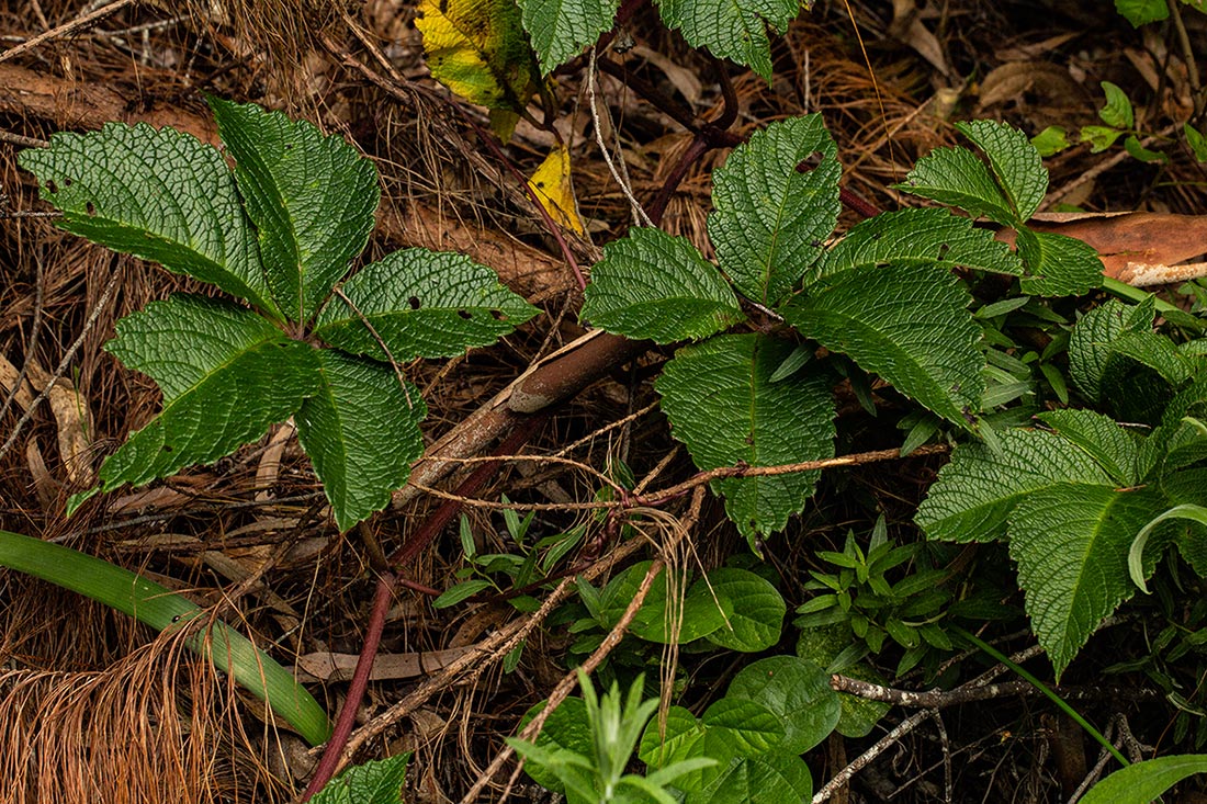 Cyphostemma vandenbrandeanum