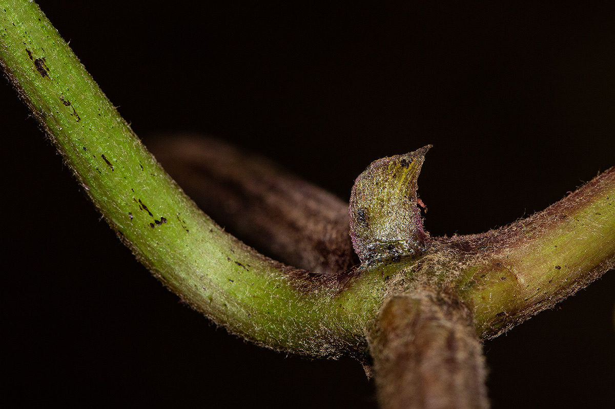 Cyphostemma vandenbrandeanum