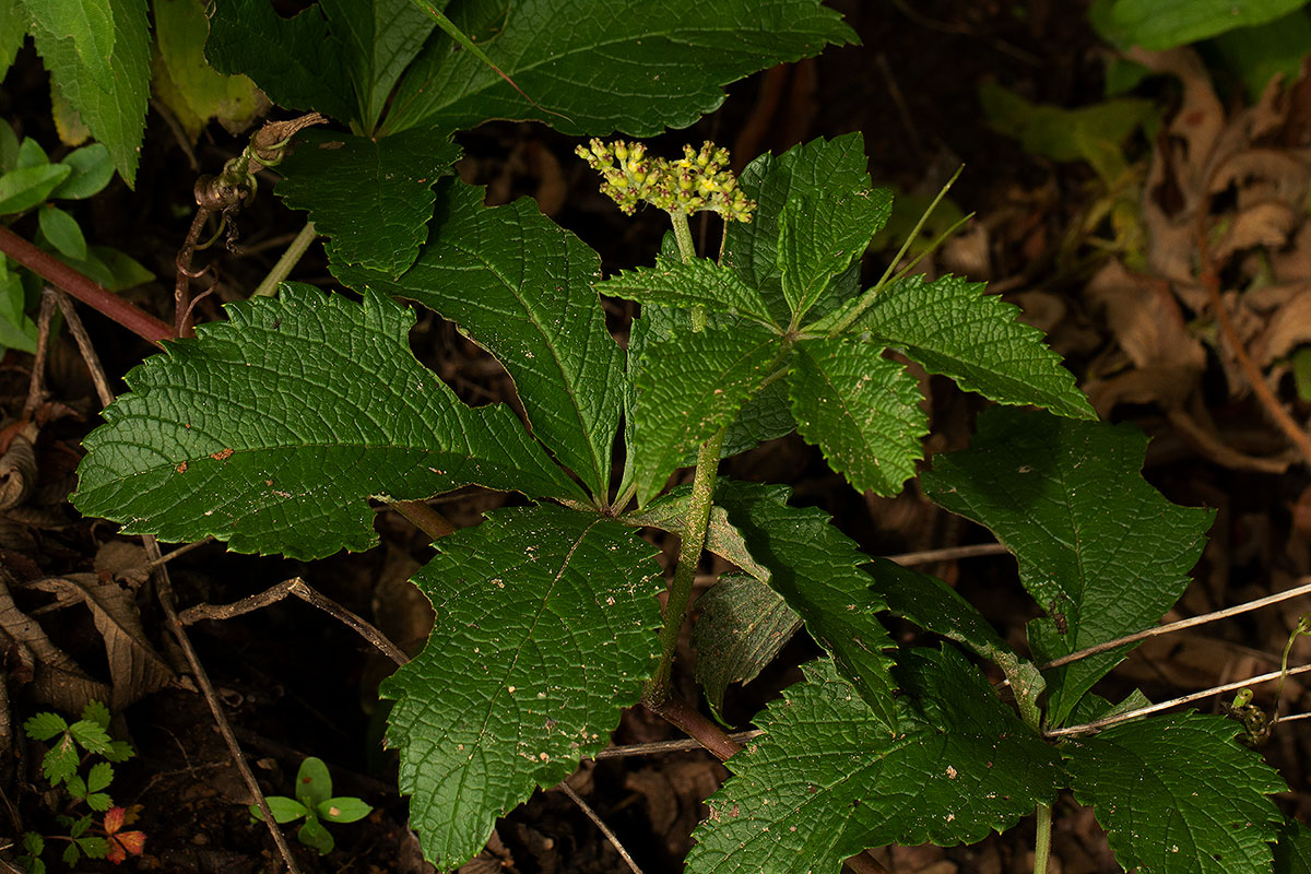 Cyphostemma vandenbrandeanum