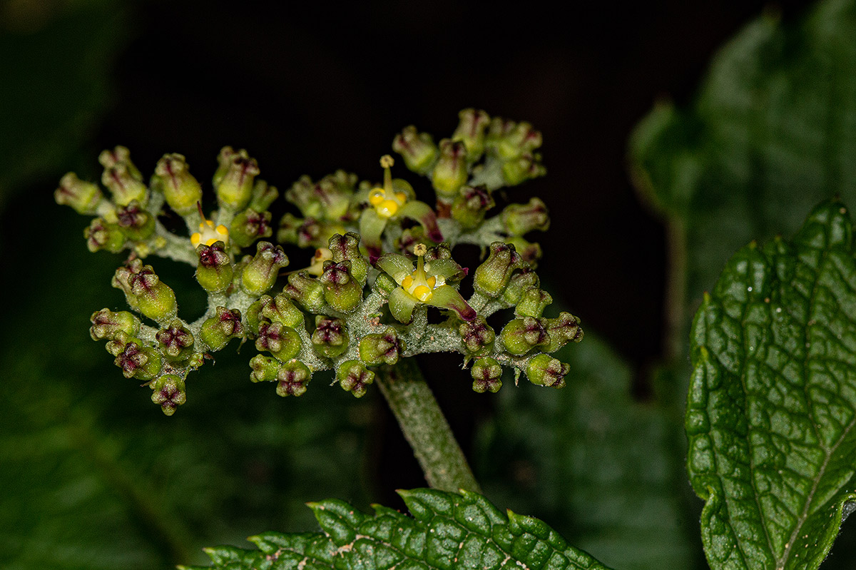 Cyphostemma vandenbrandeanum