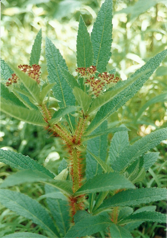 Cyphostemma vanmeelii Cyphostemma vanmeelii