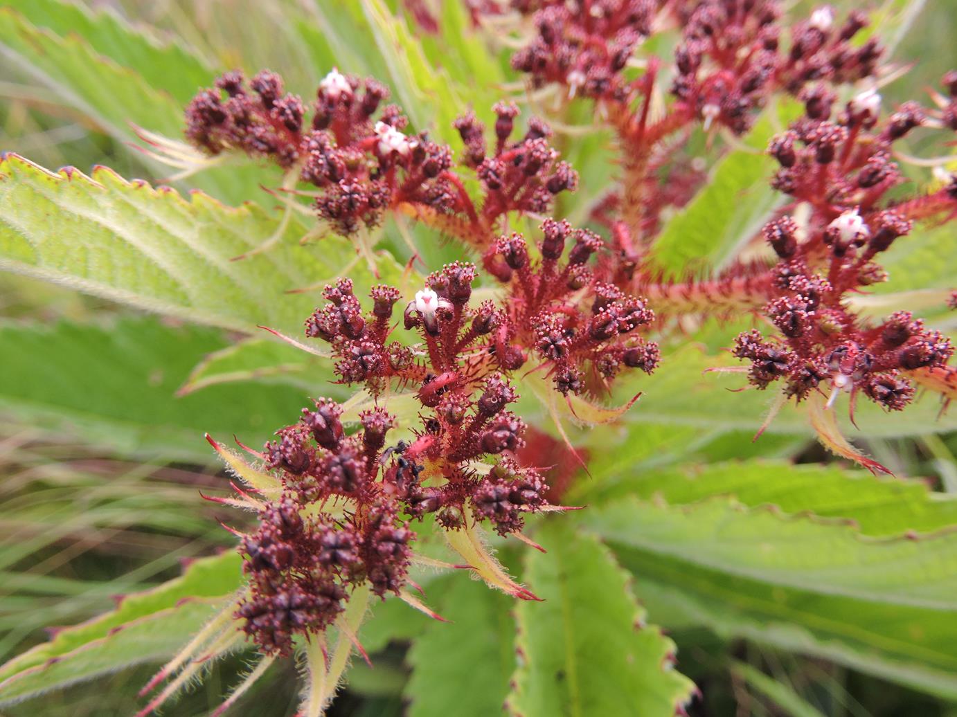 Cyphostemma vanmeelii