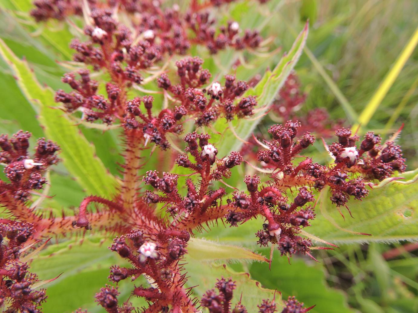 Cyphostemma vanmeelii
