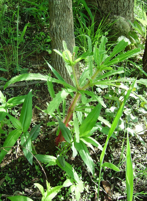 Cyphostemma vanmeelii
