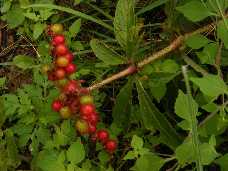 Cyphostemma vanmeelii