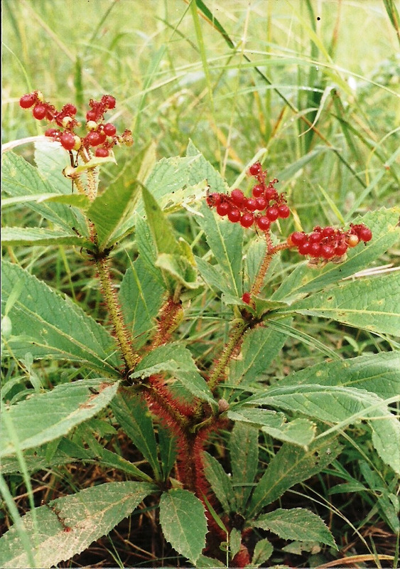 Cyphostemma vanmeelii