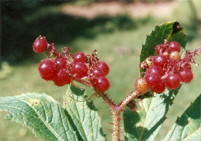 Cyphostemma vanmeelii