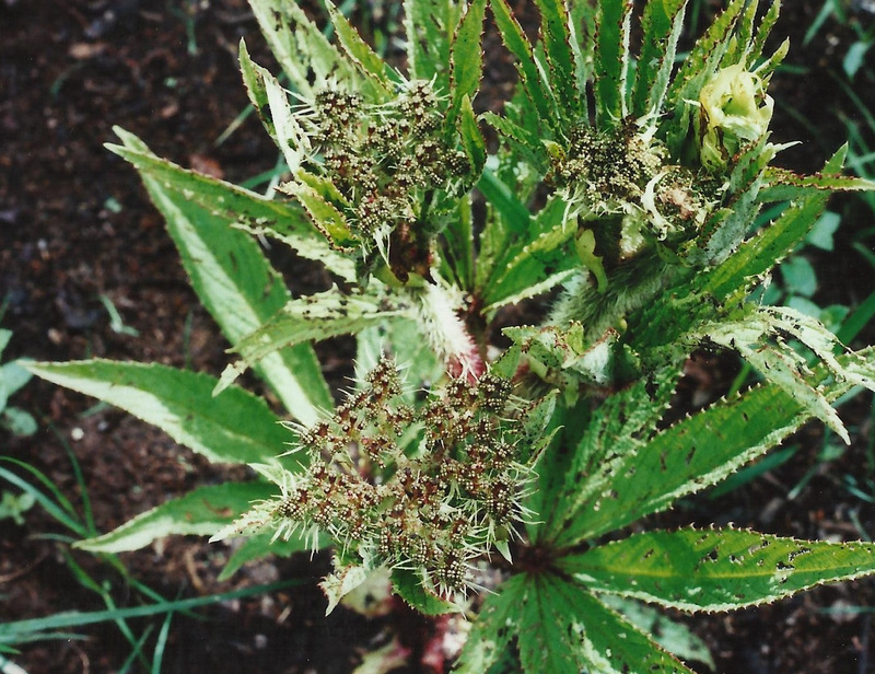 Cyphostemma vanmeelii Cyphostemma vanmeelii