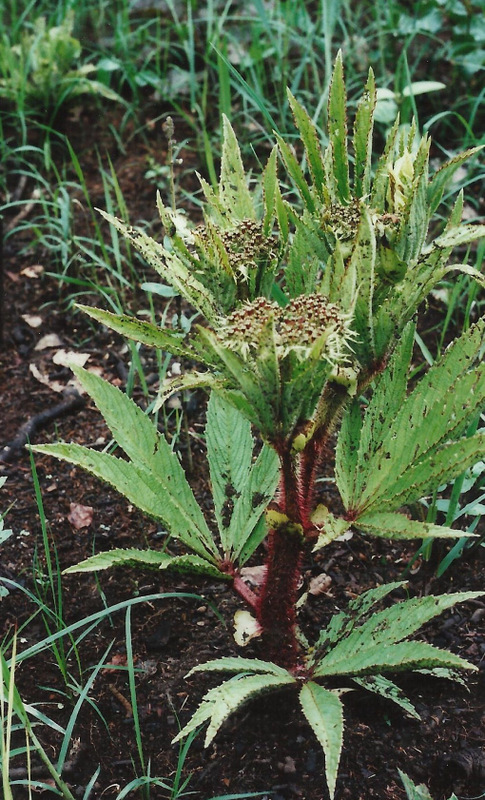 Cyphostemma vanmeelii Cyphostemma vanmeelii